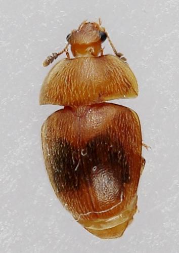Cychramus luteus